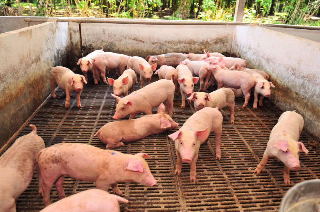 Dispare porcul românesc. Toți fermierii din România sunt în stare de alertă: Este o situaţie catastrofală