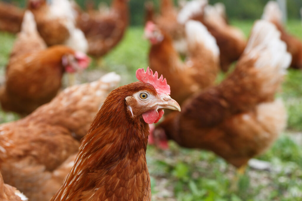 Gripa aviară s-ar putea extinde în Europa. Franța, îngrijorată de acest aspect