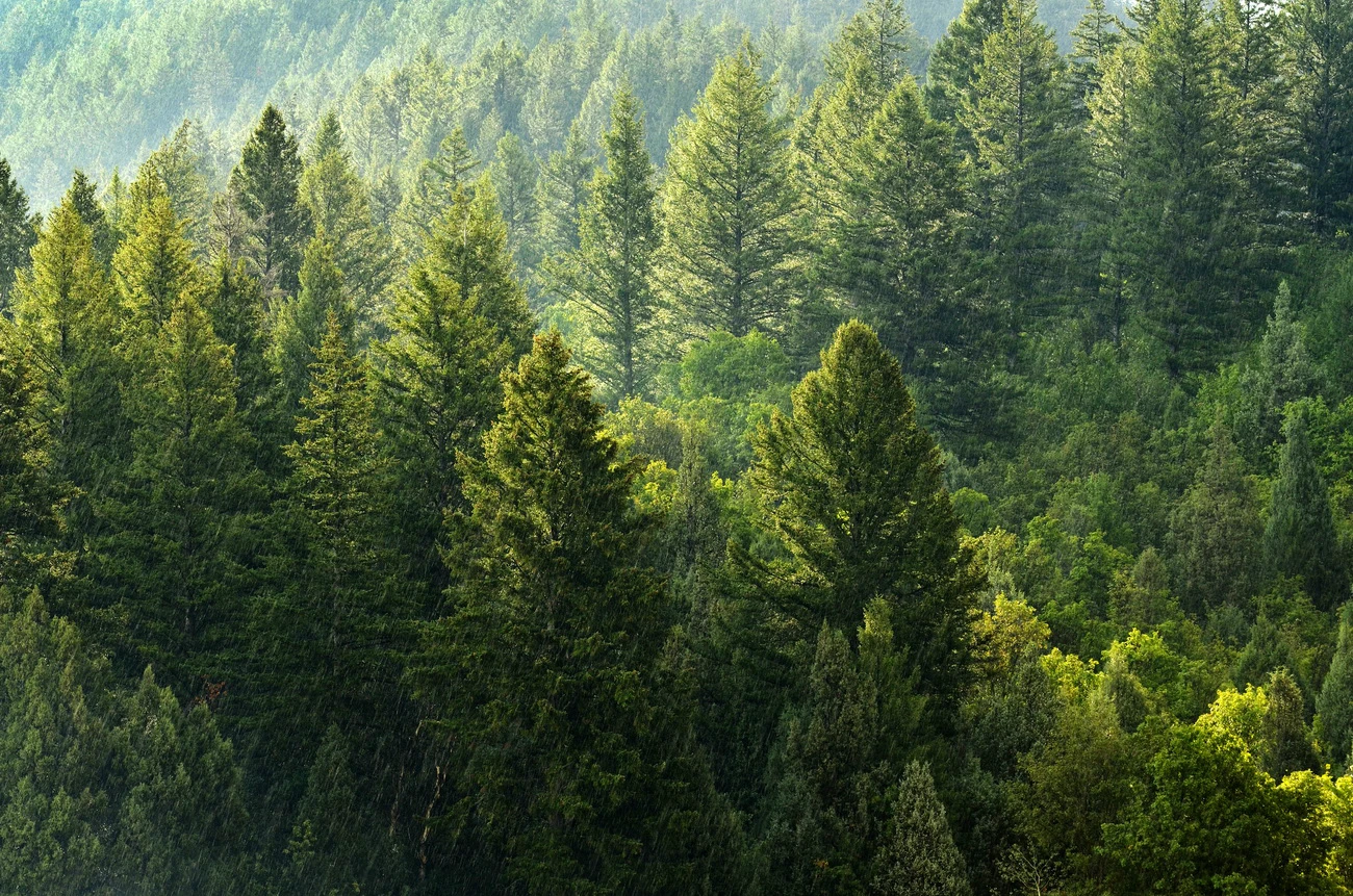 Pădure copaci