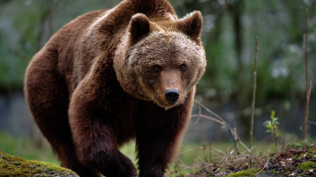 Alertă în Prahova! Un bărbat a fost sfâșiat de un urs! Se află în stare gravă