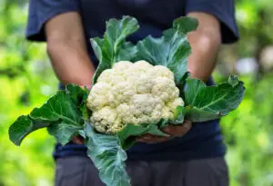 Rețetă delicioasă de conopidă murată. Borcanele se golesc imediat