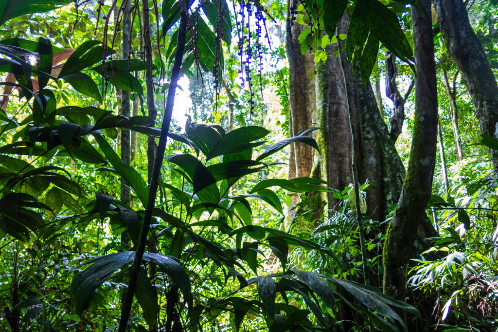 Dezastru natural: jungla din Amazon ar putea deveni istorie! Ce se va forma în locul ei
