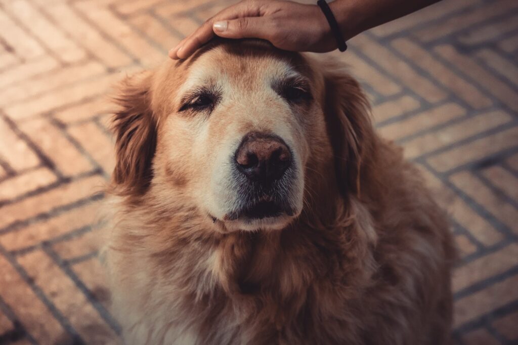 Îngrijirea câinilor seniori