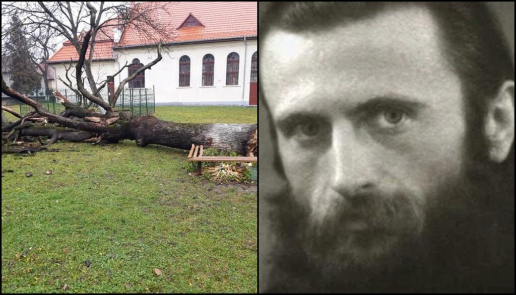 Mesaj de la Arsenie Boca? Stejarul plantat de el acum aproape 100 de ani s-a prăbușit! Ce se întâmplă cu lemnul