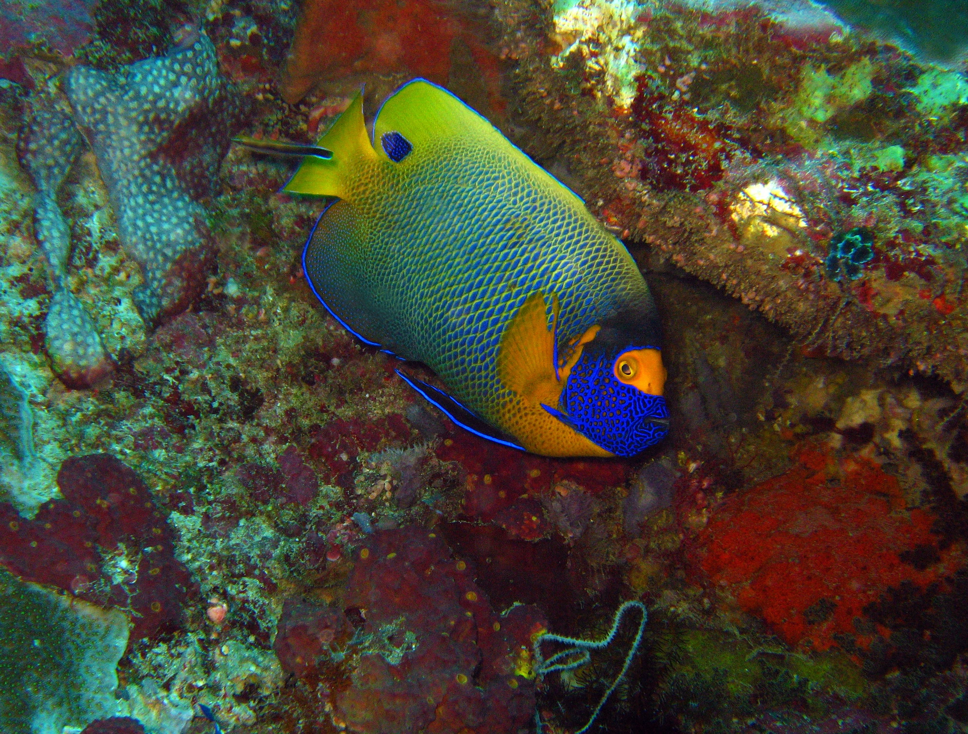 Masked Angelfish