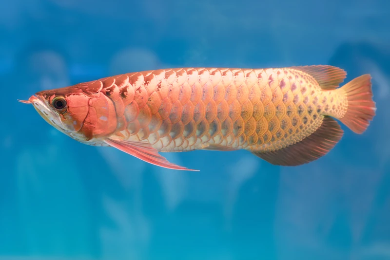 Platinum Arowana