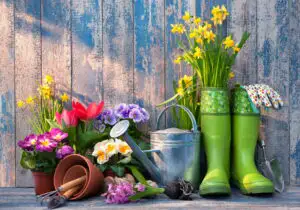 Care sunt florile pe care le putem planta în luna martie