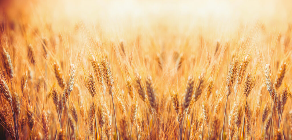 Pericol pentru alimentația mondială. Producția de cereale a Ucrainei, la jumătate în 2022 din cauza războiului