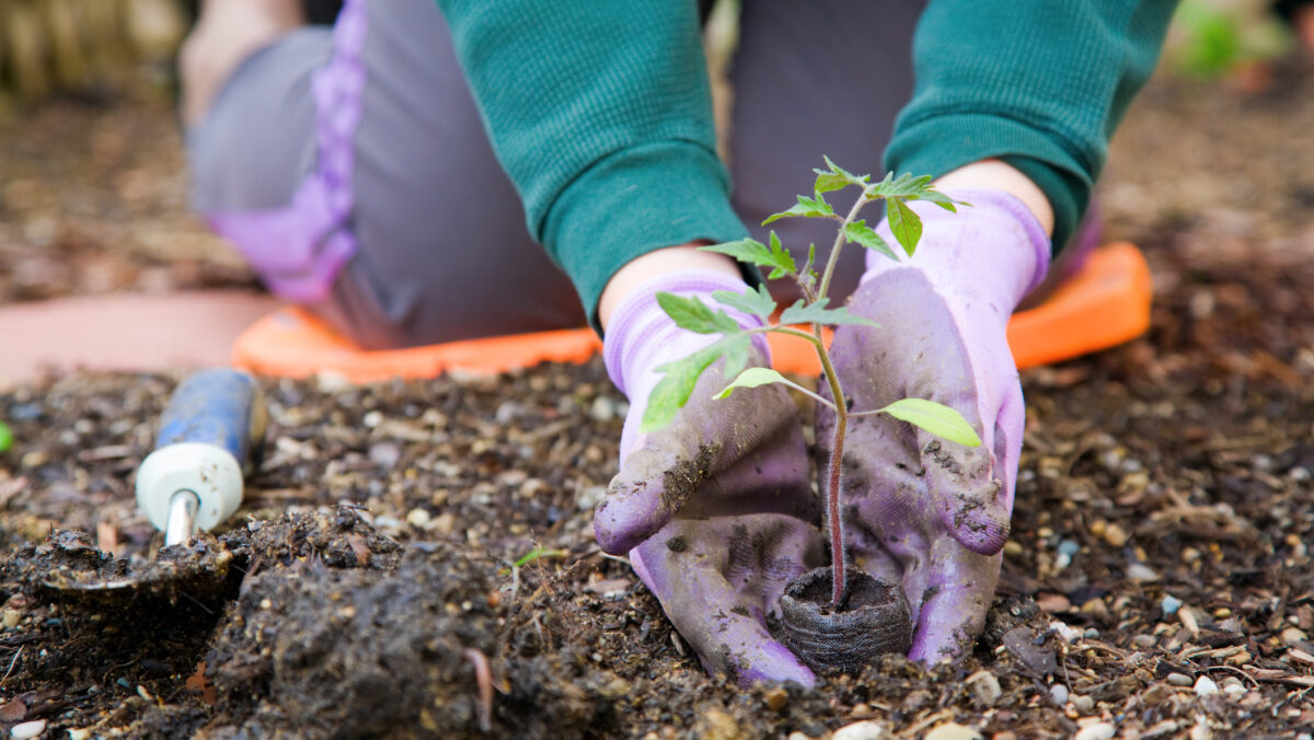 Care sunt bulbii de flori pe care ar trebui să-i plantați în grădină primăvara