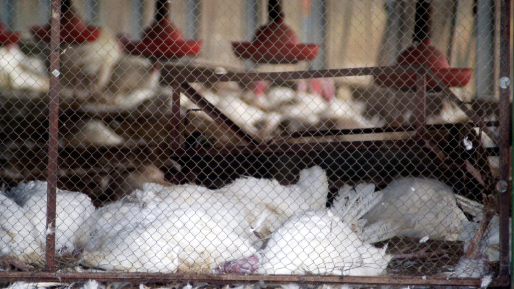 Pericol de gripă aviară la granița României. Ungaria a raportat mai multe cazuri