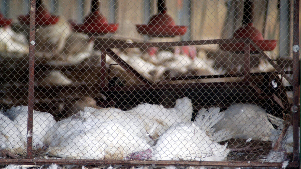 Focare de gripă aviară în România și Bulgaria. Autoritățile sunt în alertă