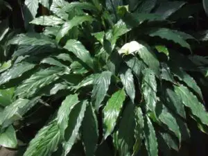Floarea secretă care aduce dragoste și bani în casă. Este una dintre plantele de interior preferate