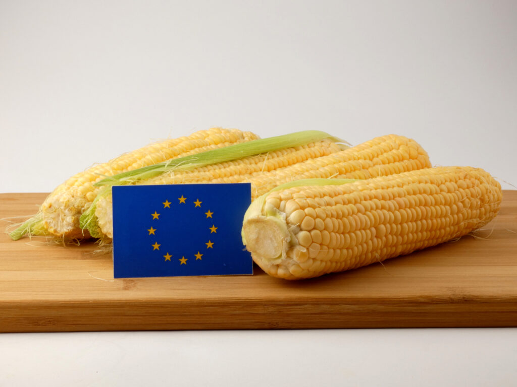 Războiul din Ucraina afectează Europa! Fermierii vor cumpăra porumb modificat genetic din SUA