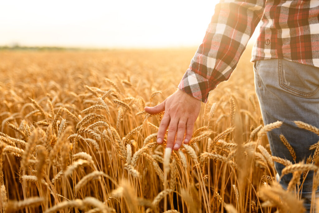 Petre Daea a confirmat: România are asigurată cantitatea de grâu necesară în acest an