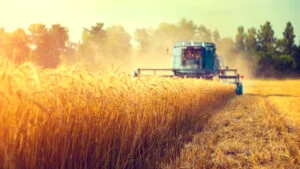 grau cereale agricultura