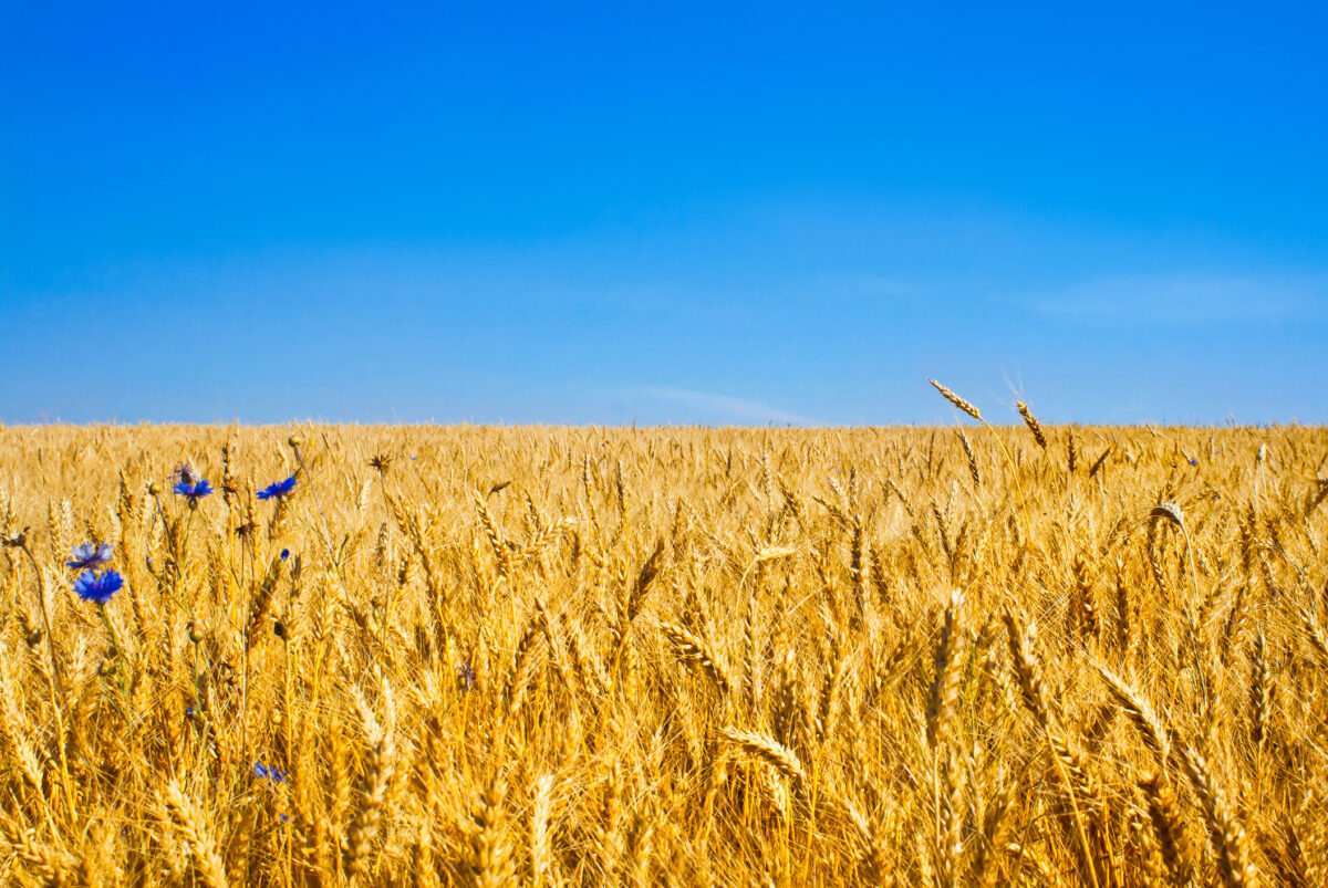 Exporturile Ucrainei de cereale sunt în creștere. Se apropie de două milioane de tone pe lună