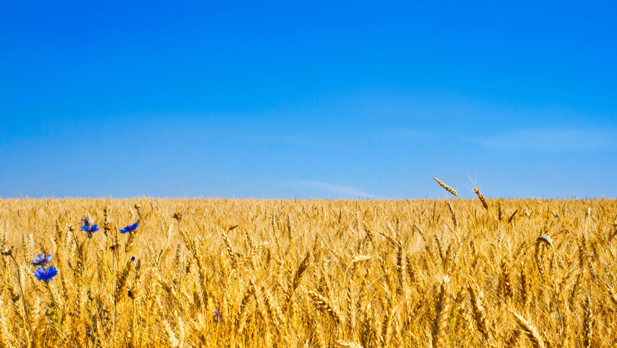 România a redevenit grânarul Europei. Este principalul exportator de grâu moale din UE