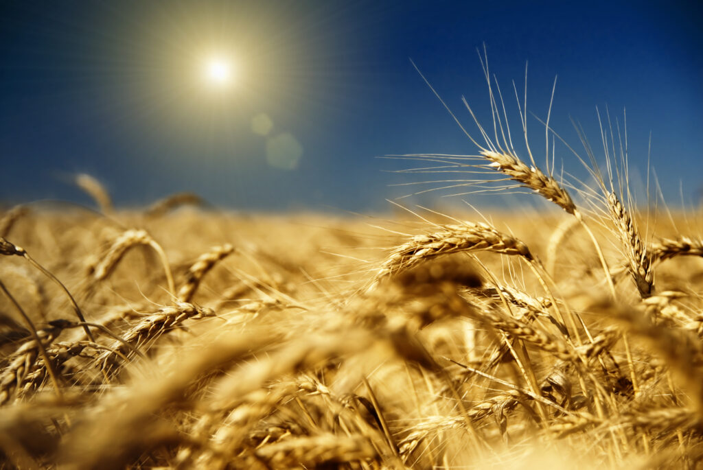 SUA și UE fac un nou apel către Rusia privind deblocarea ”rapidă” a cerealelor din Ucraina