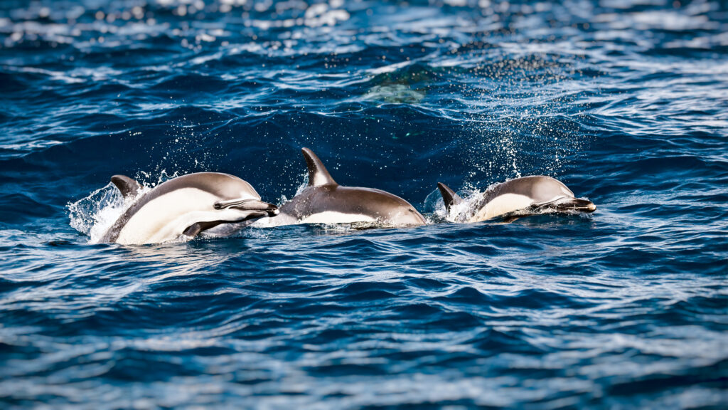 Avertismentul oamenilor de știință: Delfinii din Marea Neagră, victime ale războiului!