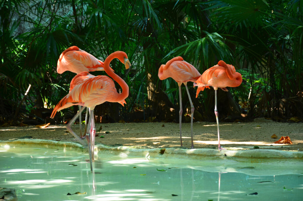 De ce stau păsările flamingo într-un picior. Explicația ține de fizică