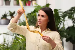 Cum putem scăpa de muște pe timpul verii. Ce este important să știm