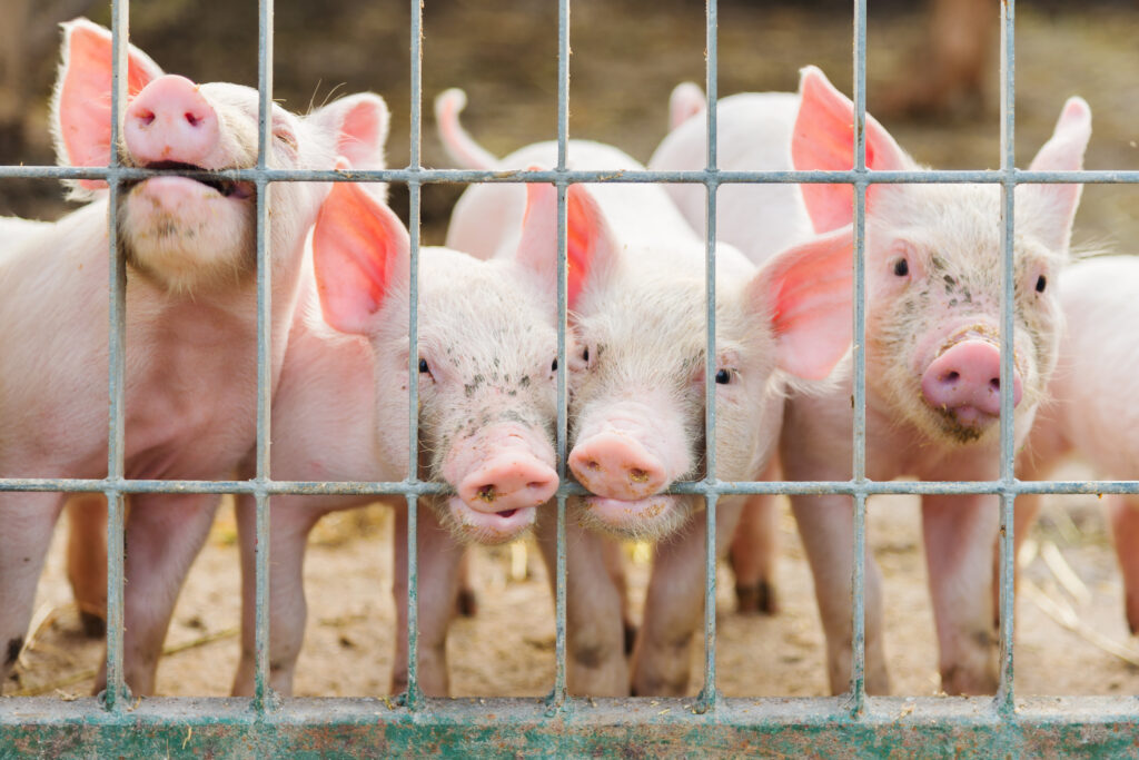 Tănase Stamule: Din cauza indeciziei legate de pesta porcină, România pierde cam un miliard de Euro pe an