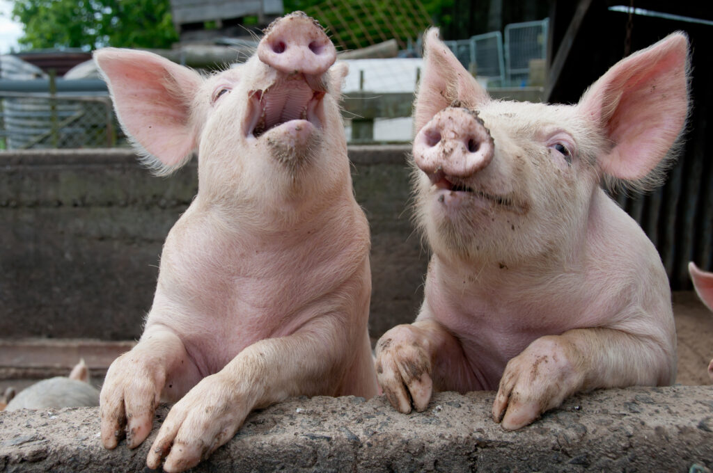 Pesta porcină africană, confirmată la o fermă din Timiș. 39.000 de animale vor fi incinerate