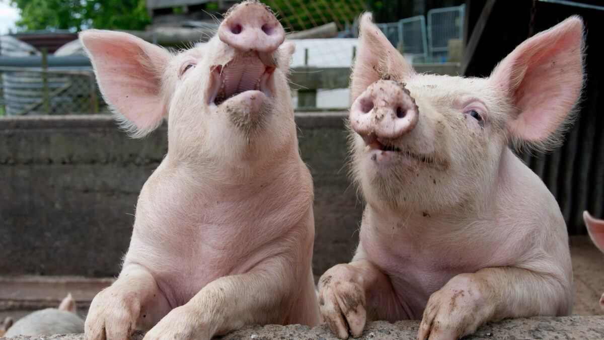 Alertă de pestă porcină în Ilfov și Giurgiu. Peste 30 de localități incluse în zona de protecție și supraveghere