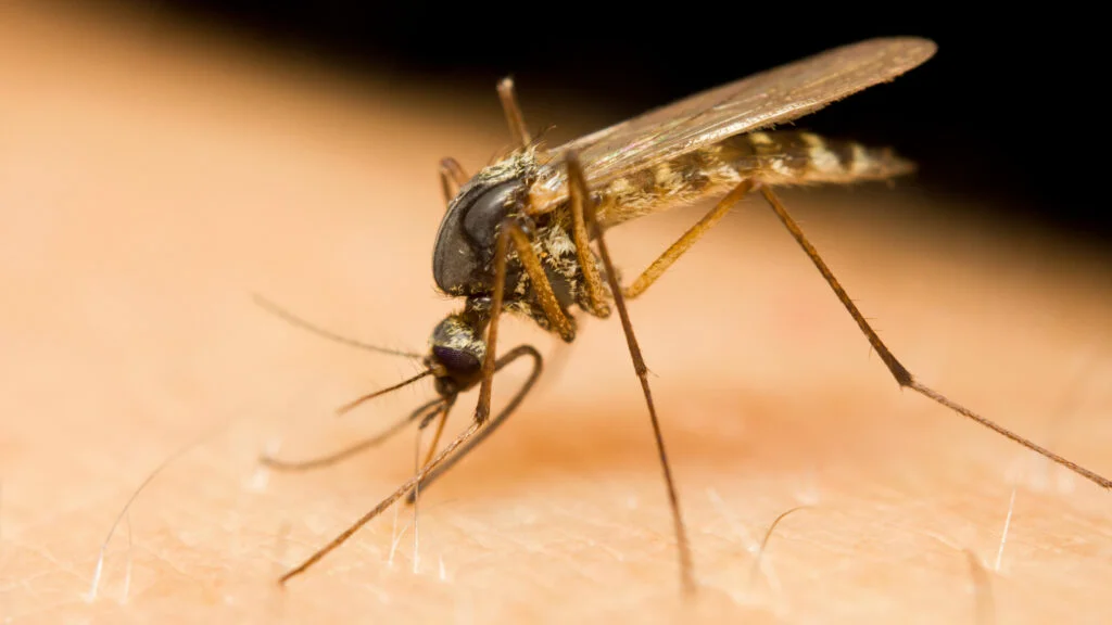 Cum poți alunga țânțarii fără a folosi insecticidele toxice din comerț. Sfatul verii