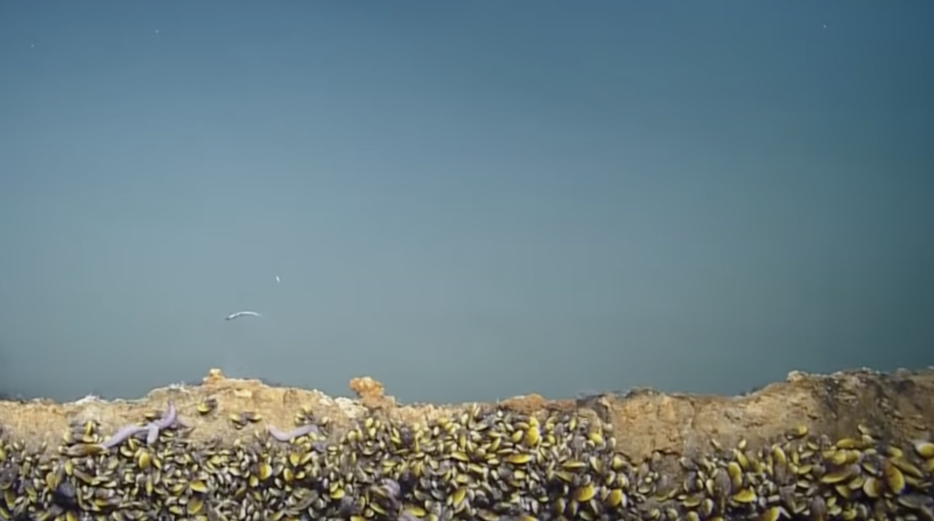 Lacul Morții! Lacul subacvatic care ucide aproape orice viețuitoare care intră în el (VIDEO)
