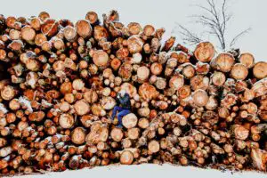 Studiu: Românii sunt preocupați de problema defrișărilor din țară și de încălzirea globală