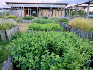 Boala care afectează toate plantele. E ca o vopsea albă. Cum să scapi de făinare