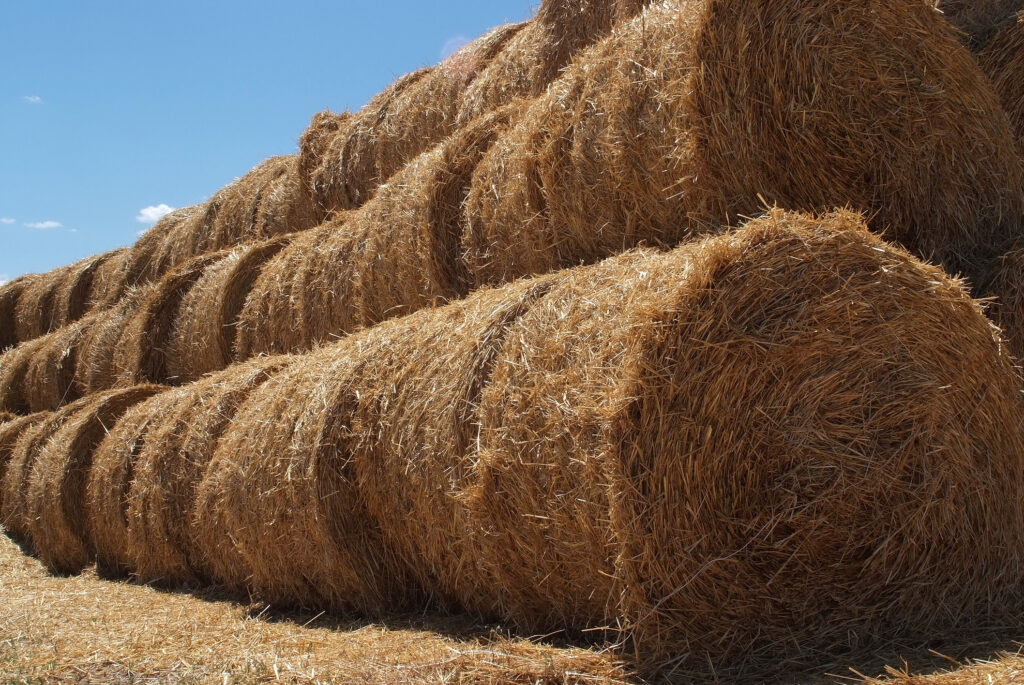 Rusia vrea să exporte 30 de tone de cereale până la finalul anului. Moscova a oferit detaliile