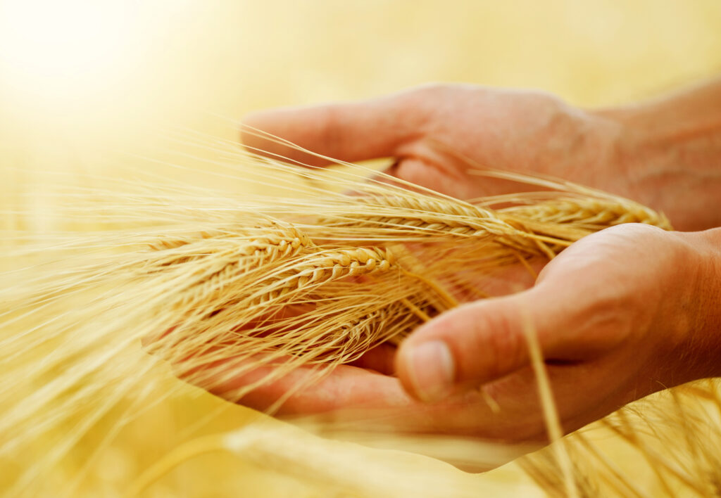Comisia Europeană estimează că producţia de grâu din UE va fi mai mică în 2022/2023