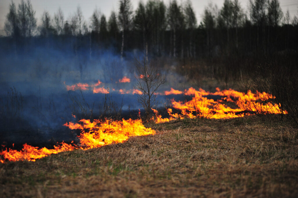 Risc de incendii în pădurile din România! Barna a dat ordin: Fac apel la monitorizare atentă şi la sporirea numărului de patrule