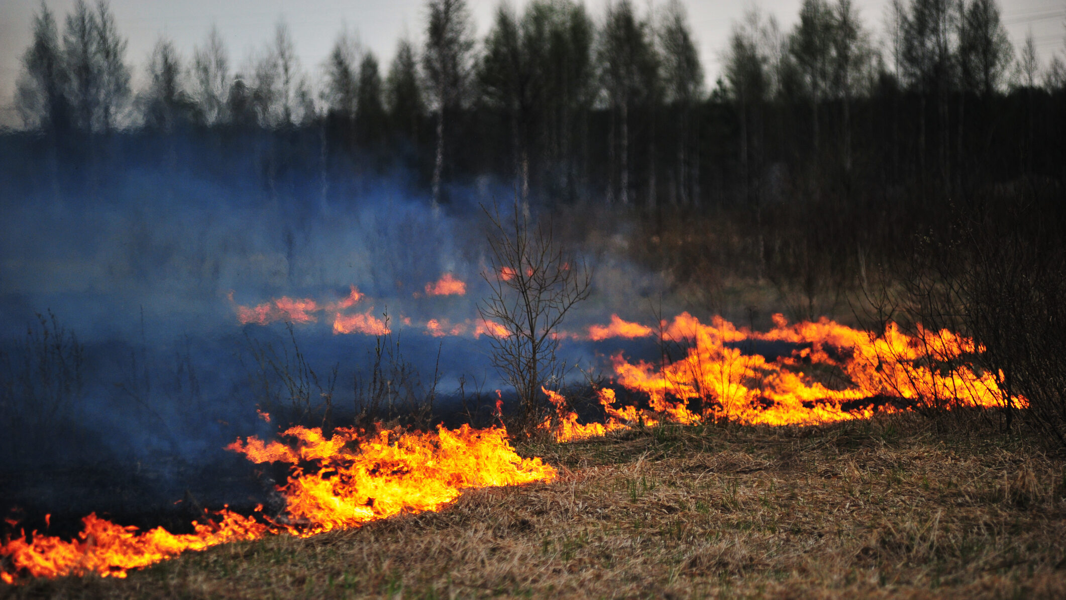 incendii incendii de pădure