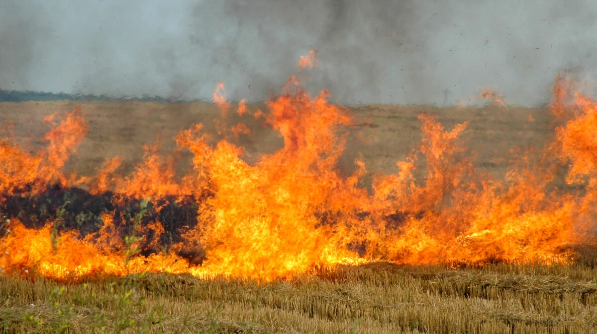 incendiu, incendiu de vegetație