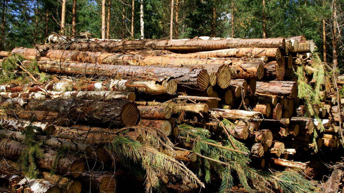 INS: În 2021, s-au recoltat aproape 20 milioane de metri cubi de lemn din România