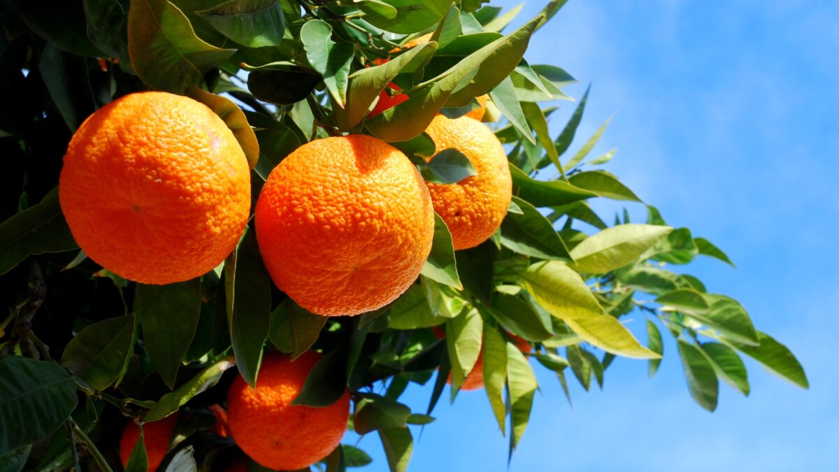 De ce să mănânci portocale în fiecare zi. Efectele sunt cu adevărat nebănuite