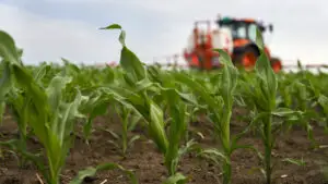 Seceta afectează recolta de porumb din România. Se preconizează o scădere a exporturilor