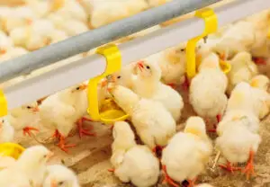 Anchetă ANSVSA privind comercializarea de pui cu Salmonella în județul Constanța