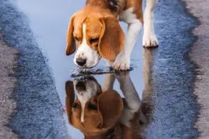 Câinii care nu sunt adoptați la 14 zile după ce au ajuns în adăposturi nu vor mai fi eutanasiați