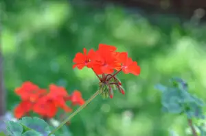 5 motive pentru care ar trebui să plantați muşcate. Au capacitatea de a alunga insectele