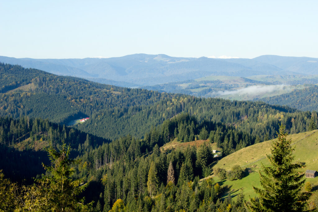WWF va sesiza Comisia Europeană cu privire la situația pădurilor „protejate” din România