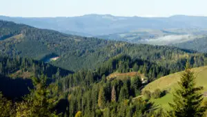 Guvernul stabilește noi reguli pentru biodiversitate. Ordonanța adoptată aliniază România la țintele UE pentru 2030