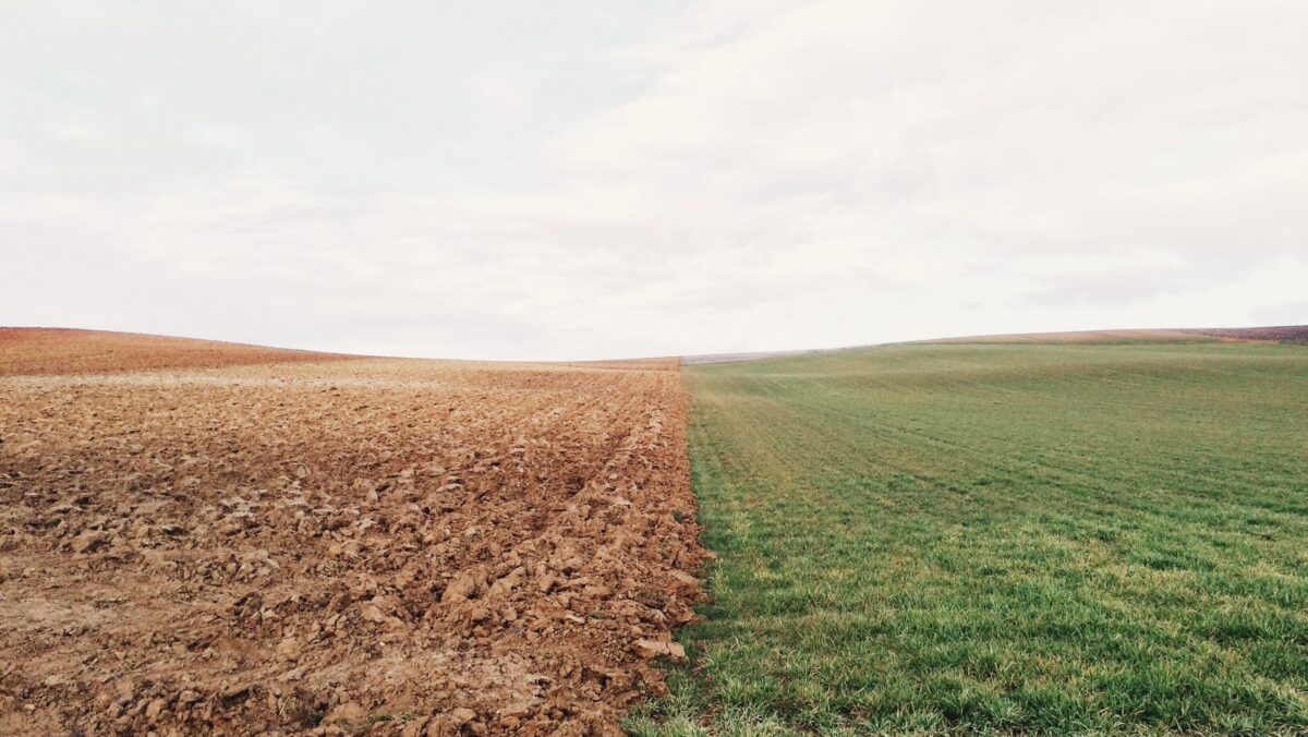 România, afectată de secetă. Care sunt regiunile cu cele mai mari probleme