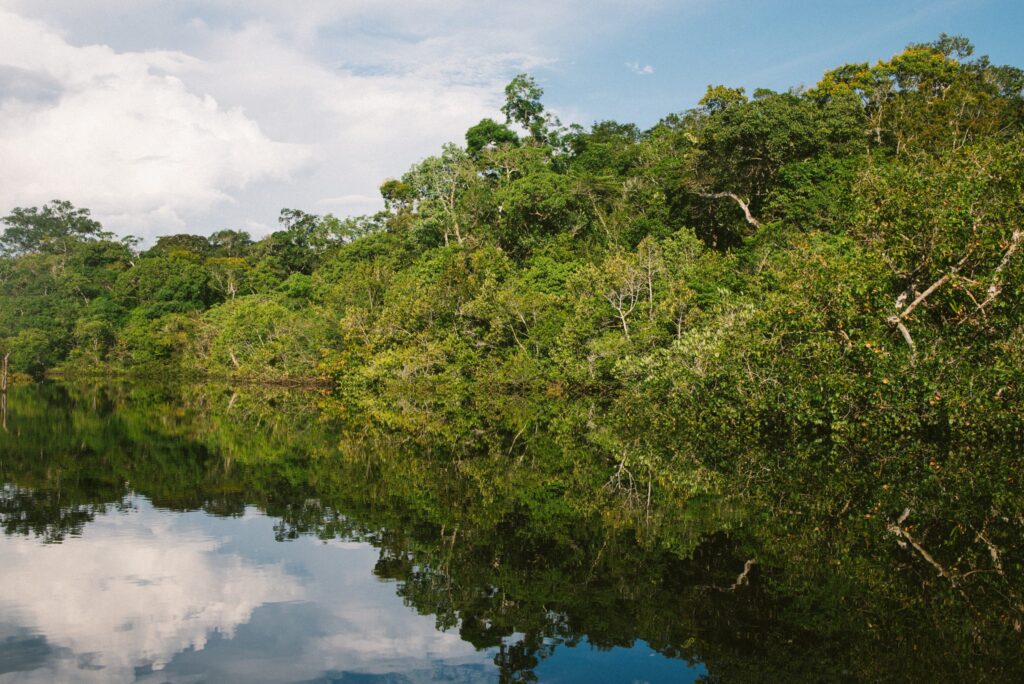 26% din Pădurea Amazoniană este complet distrusă. Procesul este ireversibil