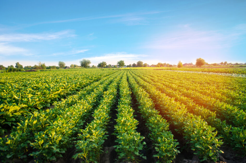Comisia Europeană a autorizat două culturi modificate genetic