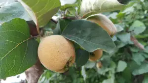 Greșeala pe care o facem când pregătim gem de gutui. Ce ingredient trebuie adăugat neapărat