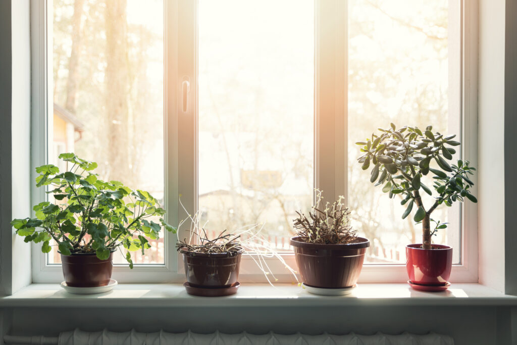 Cum scapați de păduchii plantelor de apartament folosind ce aveți prin casă